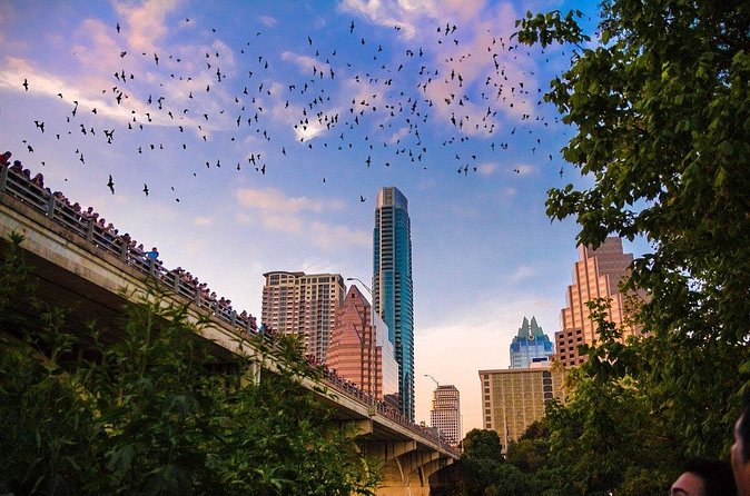 Congress Bridge Kayaking Bat Tour - Weather, Rescheduling, and How Flexible You Need to Be