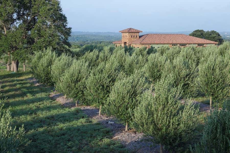 Dripping Springs: Olive Oil and Balsamic Vinegar Tasting - Key Highlights You’ll Care About