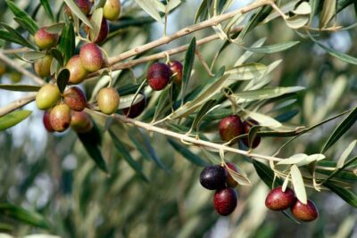 Dripping Springs: Olive Oil and Balsamic Vinegar Tasting - Finding the Main Entrance and Settling In