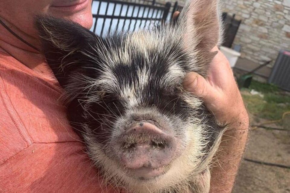 Hutto Texas: Kune kune Pig Farm Visit - Key things to know before you go