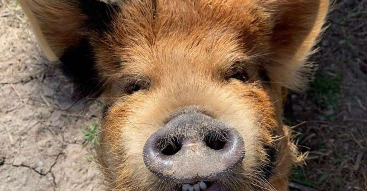 Hutto Texas: Kune kune Pig Farm Visit - Getting to Best Place Farms in Hutto (and what to bring)