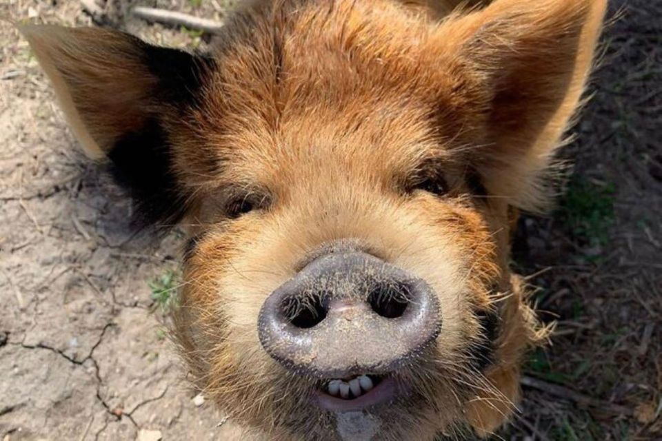 Hutto Texas: Kune kune Pig Farm Visit - Your 45-minute flow: how the experience unfolds