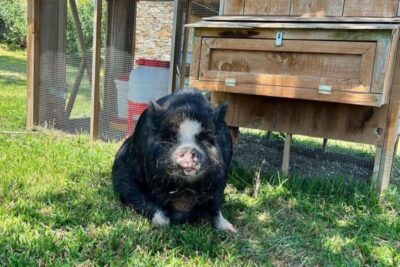 Hutto Texas: Kune kune Pig Farm Visit - Meet the Kunekune pigs: what makes this breed special