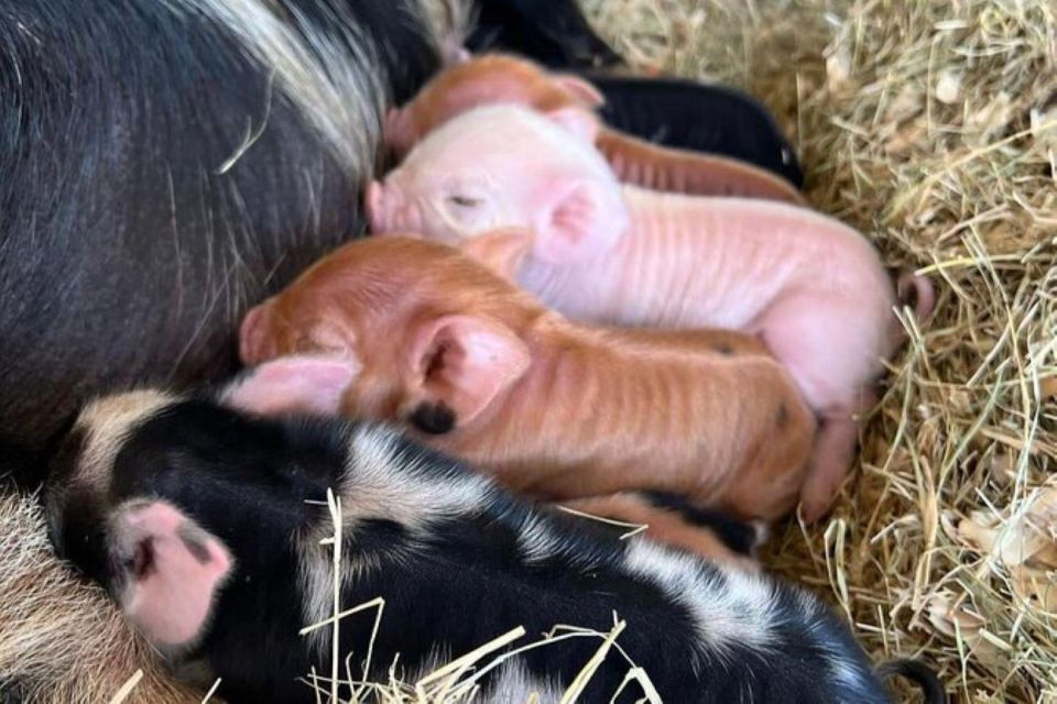 Hutto Texas: Kune kune Pig Farm Visit - Should you book the Kunekune pig farm visit?