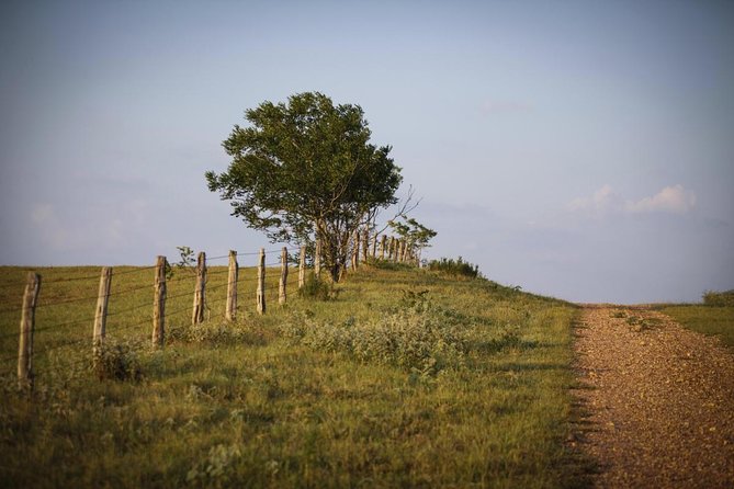 Texas Hill Country Group Wine Tour by Limousine - Key highlights before you go