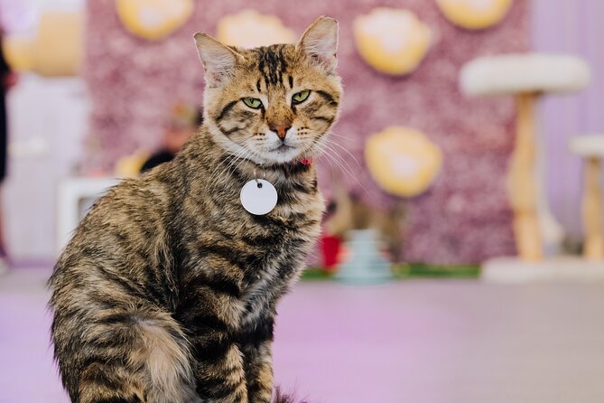 Ultimate cat experience at Austin's cat cafe - Key points worth knowing before you go